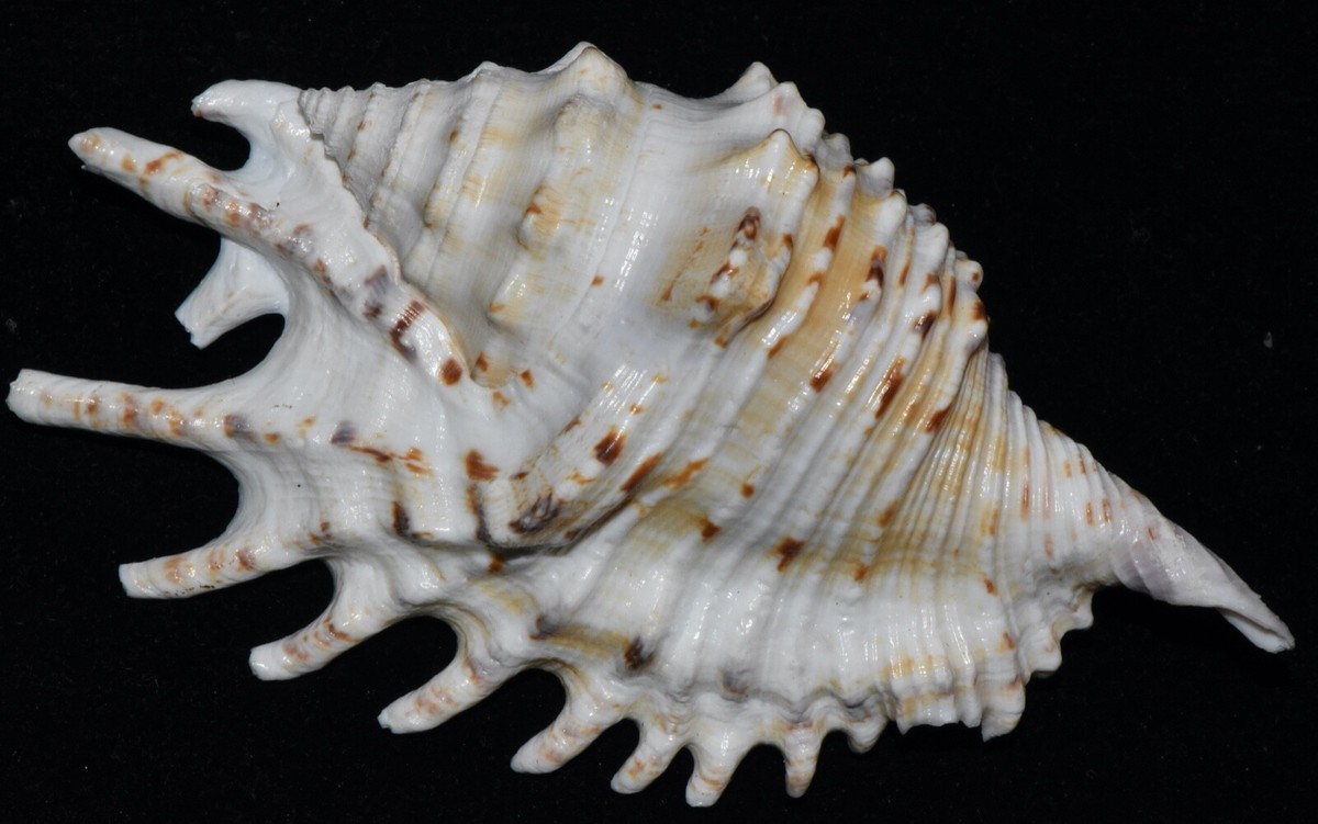 Ophioglossolambis violacea 113 mm., RARE Strombidae, seashell (173