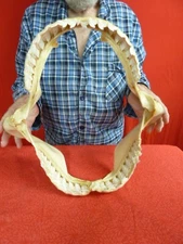 sj470-78) 18-1/4" Tiger SHARK jaw sharks jaws t**th Galeocerdo taxidermy science