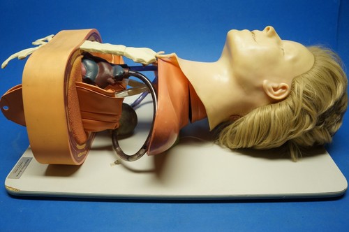 Asmund S.Laerdal Anatomical Training Anne, Manikin Female Anatomic - Picture 4 of 10
