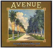 AVENUE Brand, Vintage Riverside, Palms *AN ORIGINAL ORANGE CRATE LABEL* w44