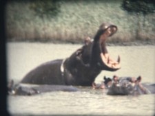 Cape Town 1973 Super 8mm Film Home Movie, Africa, Dance Beach Trees Zebra