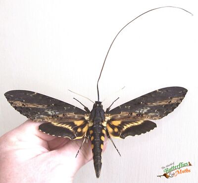 Monster Moth Neococytius Cluentius SET x1 A2 FM Entomology *READ QUALITY CODE*