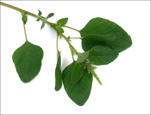150 + Graines brède paillateres, Pariétaires (plante comestible) - Photo 3/3