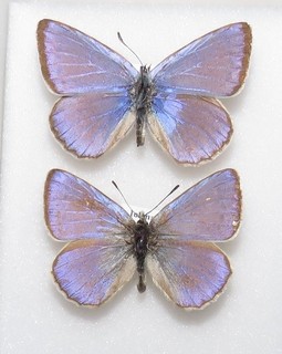 Iolas Blue Butterflies I. iolas from Spain. Moth/insect #6