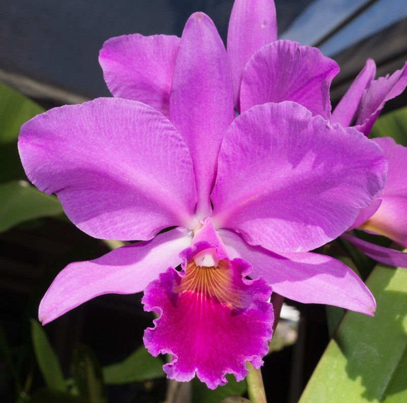 Orchid plant: C. labiata var. rubra 'Miranda', FRAGRANT, orig. division - HO div