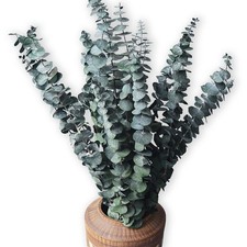 10 Pack Natural Dried Eucalyptus Bundle,17 Inch/45Cm Preserved Fresh Eucalyptus