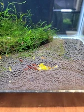 20+4 CULLS Neocaridina Yellow/ORANGE , Rili/Fire Red, Blue Dream. 