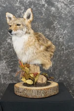 Coyote pedestal taxidermy shoulder mount SKU 2271
