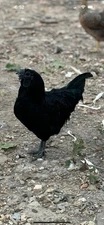 Ayam Cemani Fertile Hatching Eggs 4+2