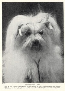 Maltese "Lily" - 1934 Vintage Dog Art "Photo" Print - CUSTOM MATTED