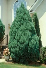 Blue Point Upright Juniper Tree - Live Plant - ( 2.5 QT )
