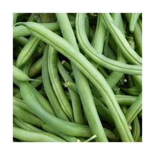 Blue Lake FM1K Pole Bean Seeds - 1 Lb - Non-GMO, Heirloom - Green Bean Vegeta...