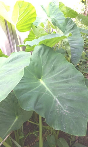 TARO - Giant Green, A Really Delicious & Vigorus Growing Variety - 1 Small Plant - image 3 of 4