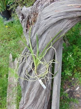 Vanda Ashley Lowe 'Palmer Orchids' Bloom size Bare root NICE PLANT