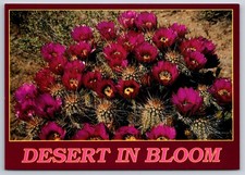 Postcard Desert In Bloom Hedgehog Cactus New Mexican Desert Arizona USA Unposted