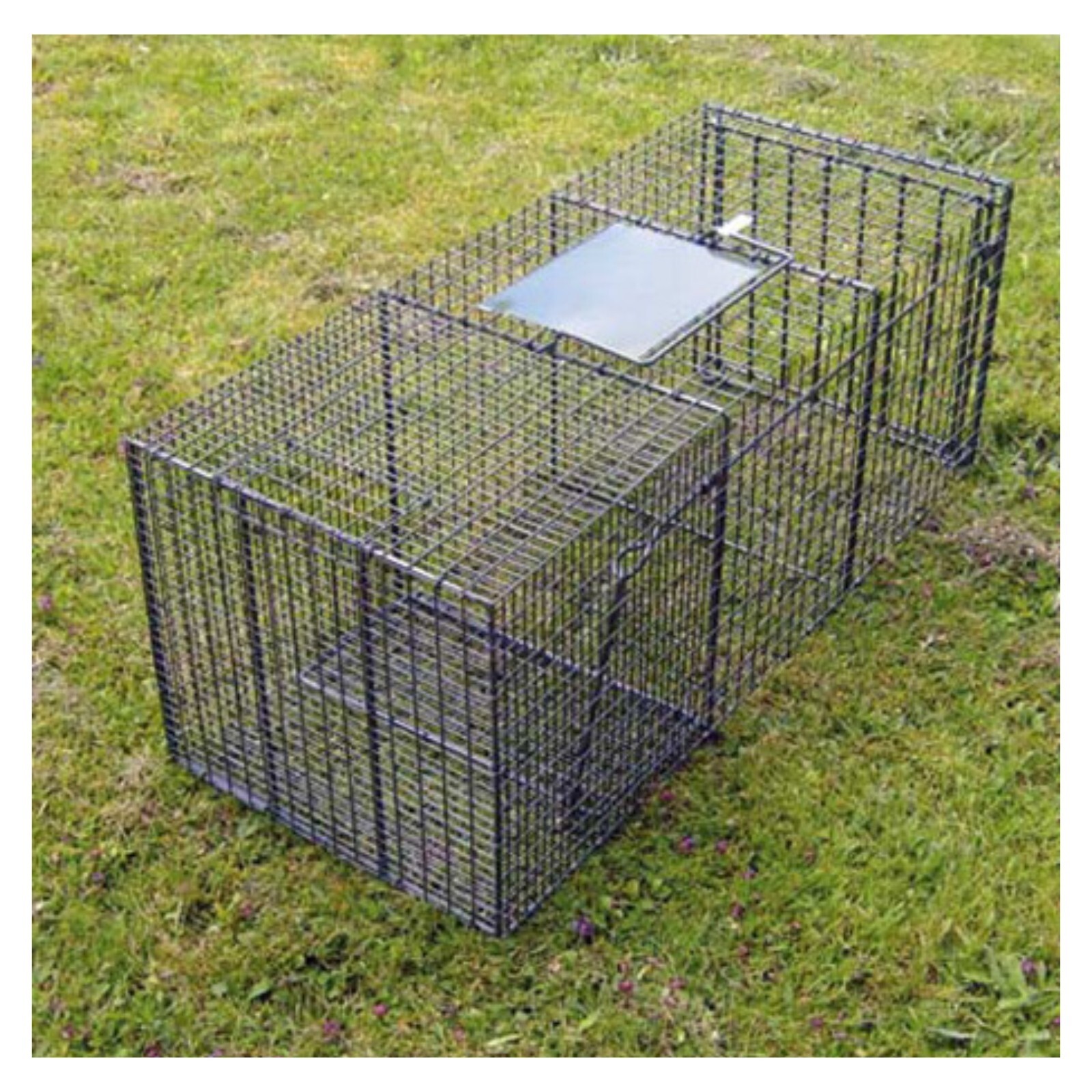 Duke Heavy Duty Single Entry Fox Cage Trap Live Catch Humane NonLethal