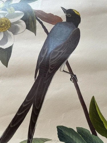 Forked-Tailed Flycatcher Audubon Print Bird Havell Wausau Marathon 16 x 19 1/2