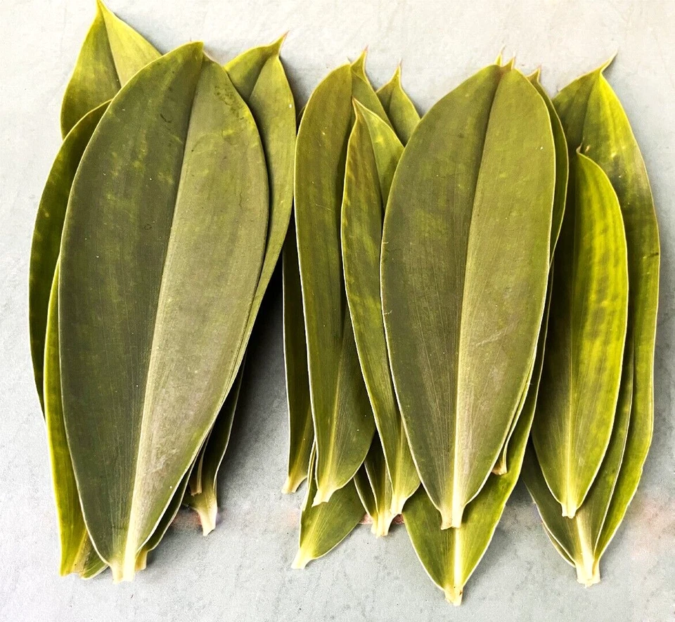 Hojas de plantas de insulina en polvo seco Costus Igneus Thebu orgánico té de hojas naturales Foto 2 de 4