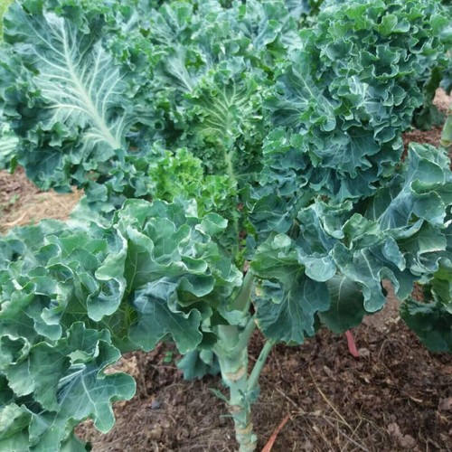 250 Graines de Chou cavalier, Collard Greens Galice, Kale tree seeds eBay