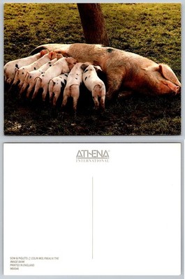 Sow & Piglets Feeding Postcard Athena International Farm Animals England