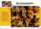Dr Jim Stamps Maximum Card Protect Pollinators Bee Forever Fdc