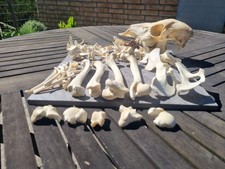 Gro&szlig;e Rehknochen Sammlung Kopf Wirbel  Bone Craft Natur Deko Pr&auml;parat