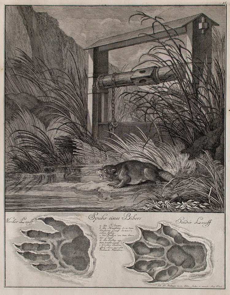 Ridinger Spuhr eines Bibers Kupferstich 1740 jagtbare Thiere Wehr Ufer - Bild 3 von 4