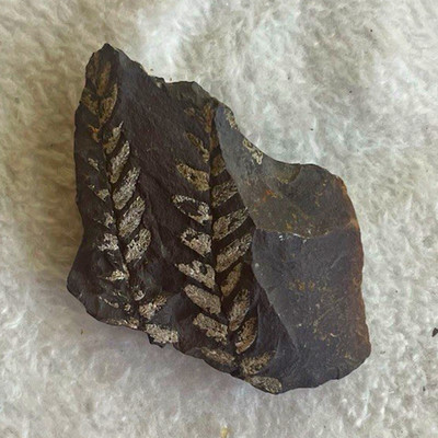 Detailed fossilized fern leaf with distinctive branching patterns.