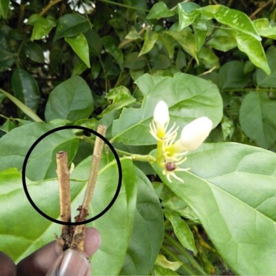 3 Cutting Root Nodes Jasmine Jasminum Sambac Live Plant Cutting Roots Budded