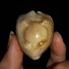SEA SHELL COWRIE FOSSIL, BARYCYPRAEA QUADRINODOSA, FROM JAVA, INDONESIA, 38MM