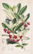 Pittosporum Crassifolium New Zealand flower botany lithograph Curtis 5978
