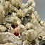 fluorite21506