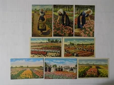 8 Holland, Michigan MI ~ Nelis Tulip Fields 1940s
