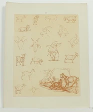 The Goat IV Original Plate Illustration Animal Drawing Caroline Hunt Rimmer