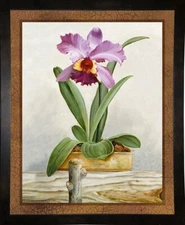 Frame USA Orchids by Lisa Audit in a Affordable Black Medium Print 10.25 X 8.25"