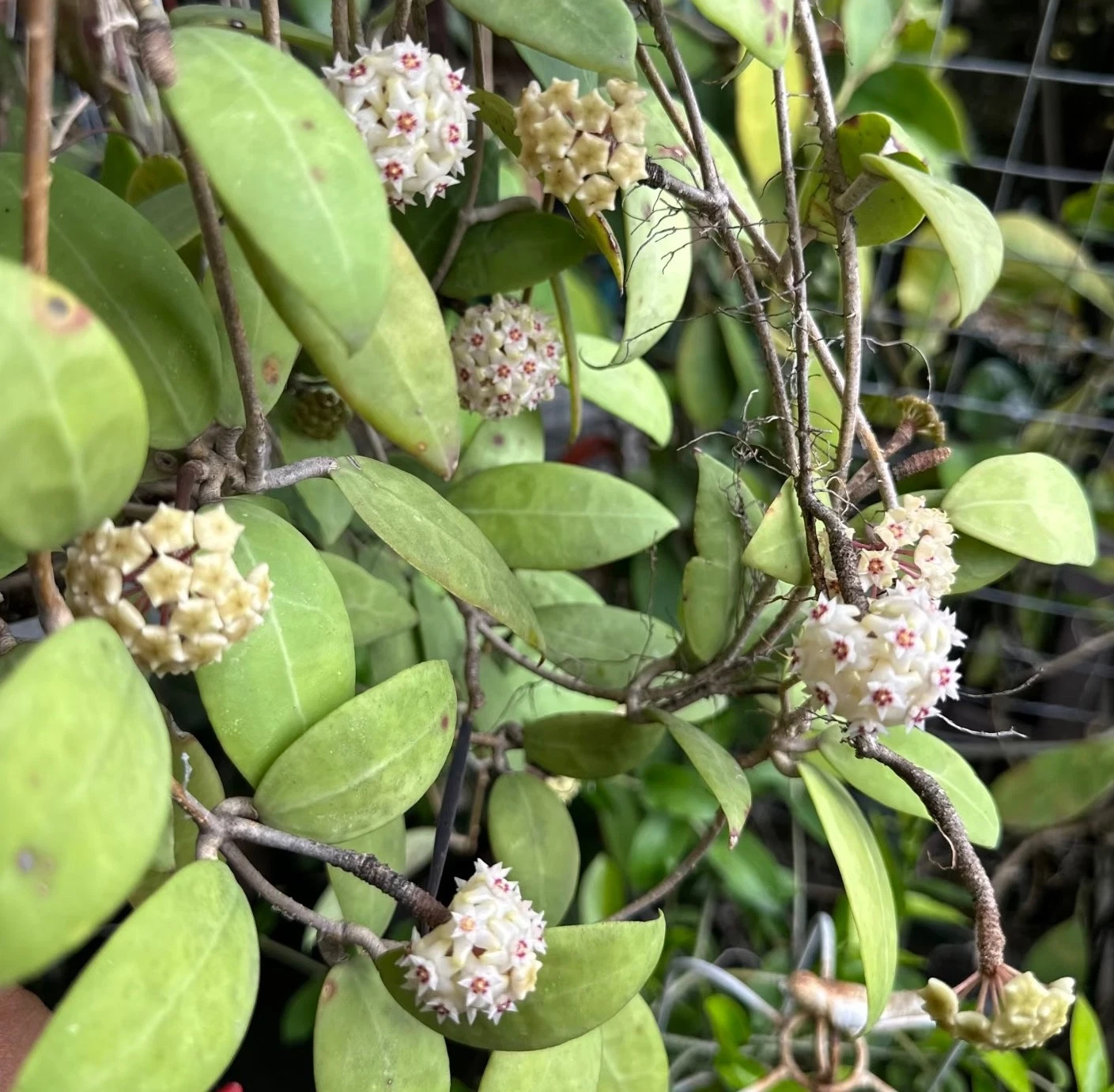 AU STOCK RARE HOYA " AMOENA " -PLANTS ROOTED SUCCULENT 18-84
Opens in a new window or tab