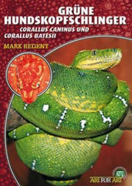 Grüne Hundskopfschlinger Corallus Caninus Und Corallus Batesii Mark
