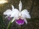Cattleya 5 Pack Hybrid Cattleya Orchid Plants — photo 3