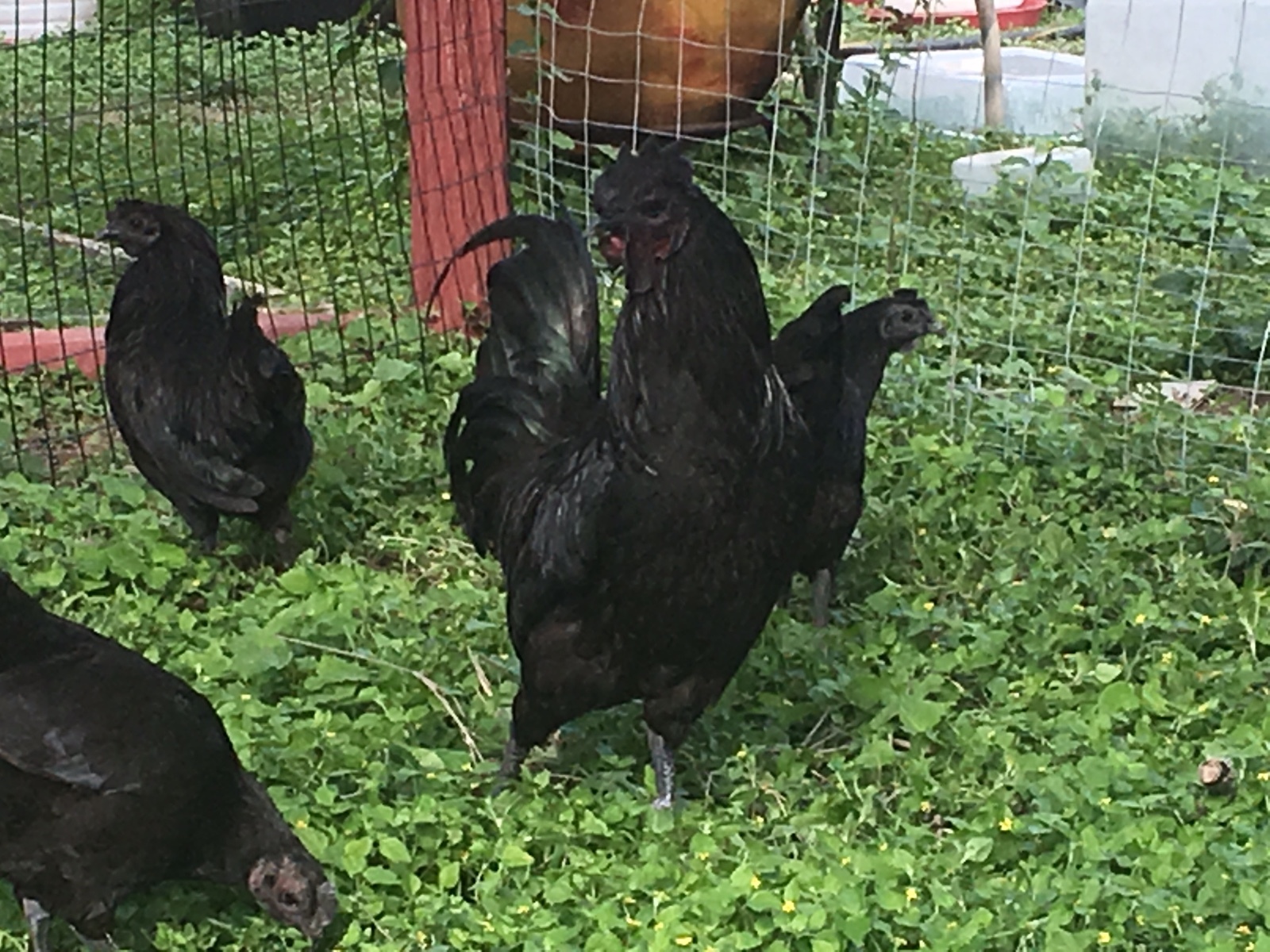 1 Ayam Cemani Fertile Hatching Egg Eggs Rare Birds Chicken Black Indonesian