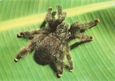 973 GUYANE FRANCAISE LA MYGALE