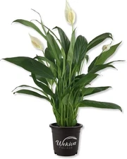 Spathiphyllum Peace Lily - Live Starter Plants in 4 Inch Pots - Spathiphyllum...