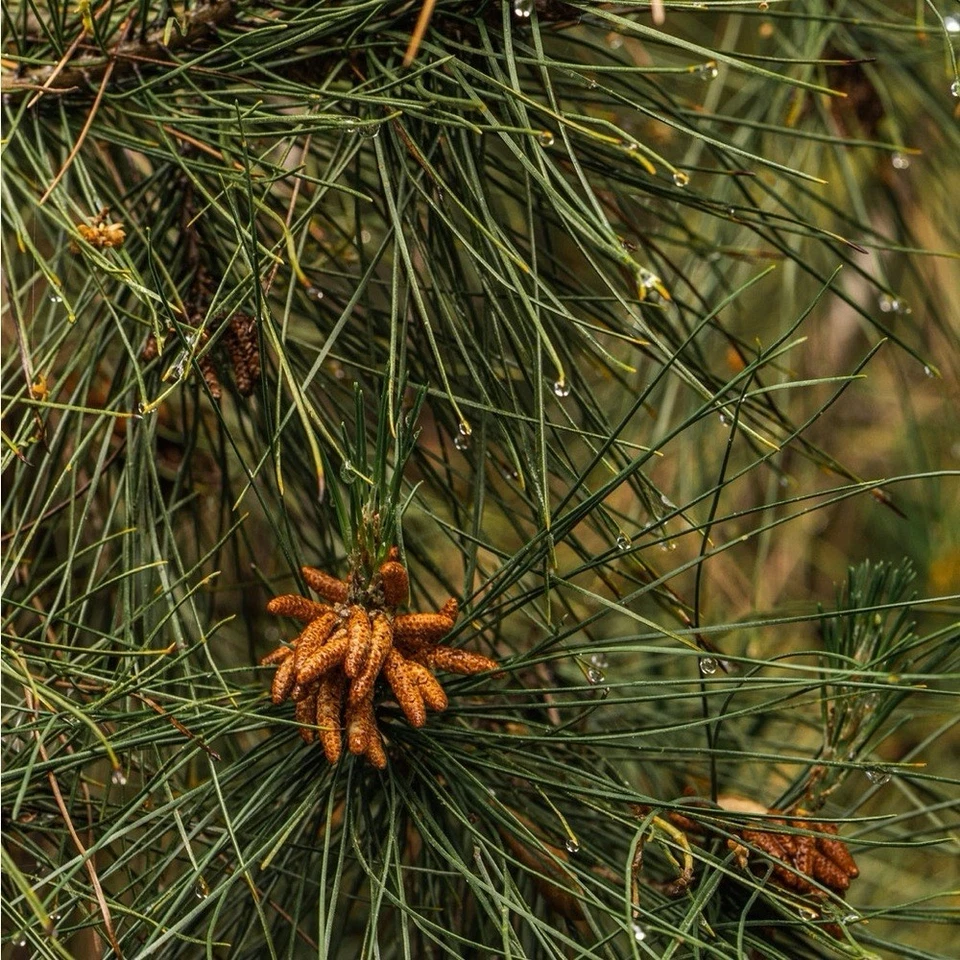 THYMES FOR PURA CAR DIFFUSER REFILL FRASIER FIR NWT - Image 4 of 4