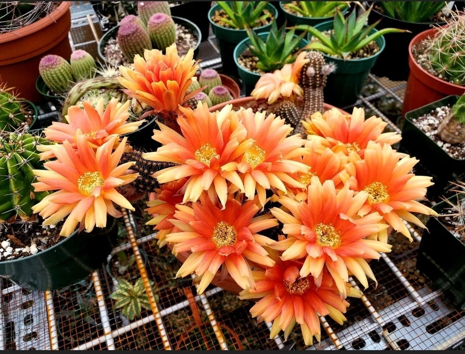 Echinopsis chamaecereus hybrid | peanuts cactus (15 seeds) - Image 2 of 4