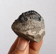 Autentico trilobit Drotop 30 mm dal Marocco - bellissimo e impressionante raro trilobit