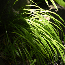 1 Large Plant - Everillo Carex Ornamental Grass, Outdoor Garden Ready Sedge