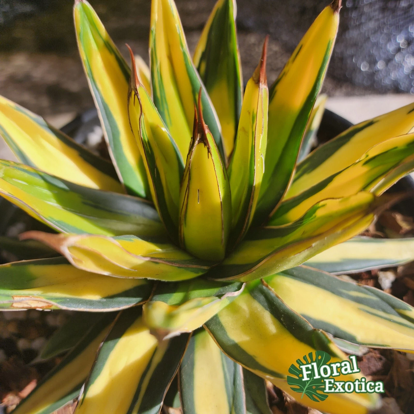 Agave Sun King 香蕉笹の雪/太陽神 - Exact Specimen - US Stock