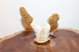 Custom Carved Pair of Morel Mushrooms from a Axis deer, Whitetail Antler Fork