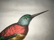 1766-1804 Schouman Vosmaer Hand Colored Copperplate Engraving Hummingbird