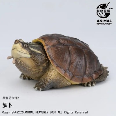 Animal Heavenly Body Central American Snapping Turtle Statue Chelydra rossignoni