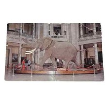 Postcard African Bush Elephant Museum Natural History Washington DC c1961 A714